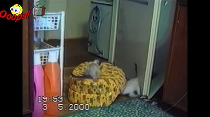 Funny Animals - Funny Cat Videos and Bloopers