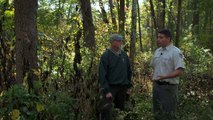 Timber Stand Improvement: Canopy Competition | Indiana DNR