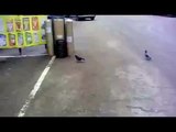 Cat catches pigeon but gets ran over