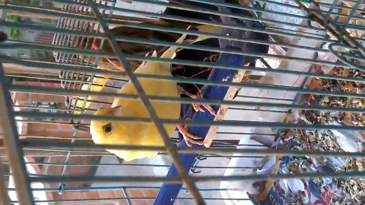 Funny Video ""Birds""