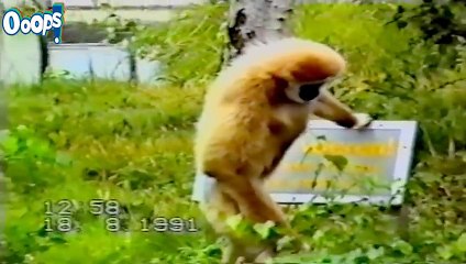 Funny Videos  Funny Videos 2014  New Funny Fail Videos 2015  Funny Home Videos