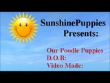 Toy/Miniature poodle puppies for sale, poodle puppy, poodles for sale Missouri