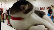 The Cat Cafe at Bugis, Singapore in 4K resolution