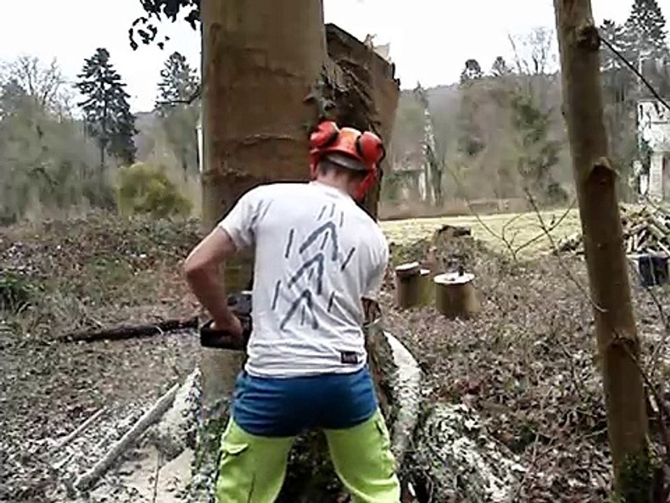 abattage d'arbre