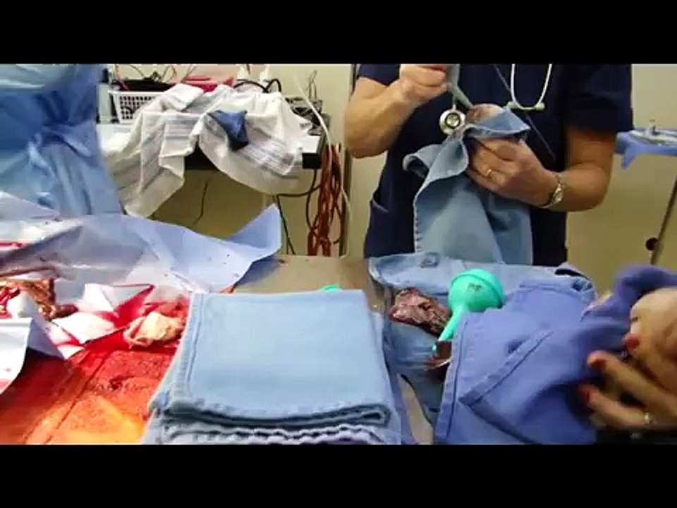 Canine bulldog c-section / caesarean section birth video. English Bulldog