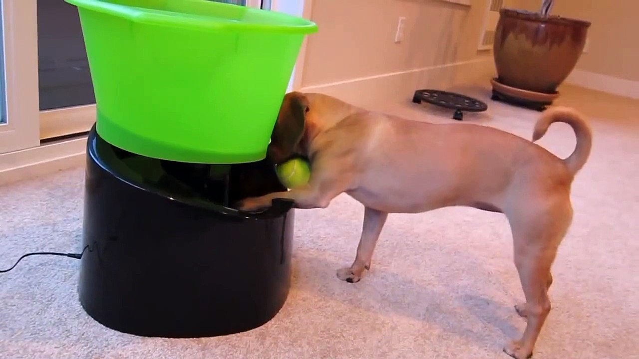 Belly and the GoDogGo, part 2