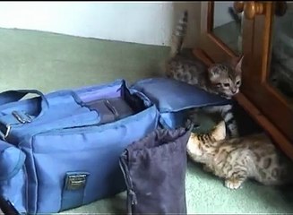 Bengal Kittens Playing - Simba & Georgie - 6 weeks old