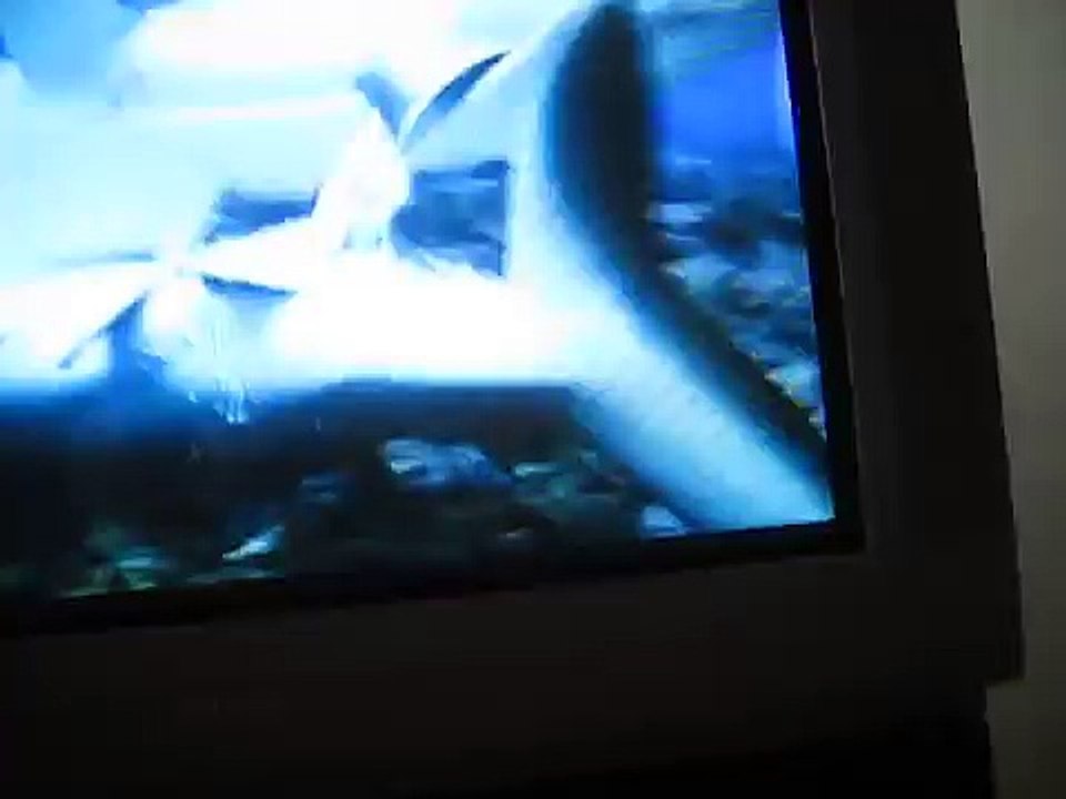 Shark sex
