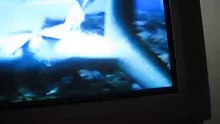 Shark sex