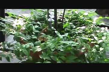 Singing Plants at Damanhur | Des plantes qui jouent de la musique