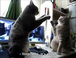 gatos bailarines jugando entre ellos