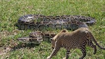 Leopards attack Anaconda - Leopard attack - Anaconda