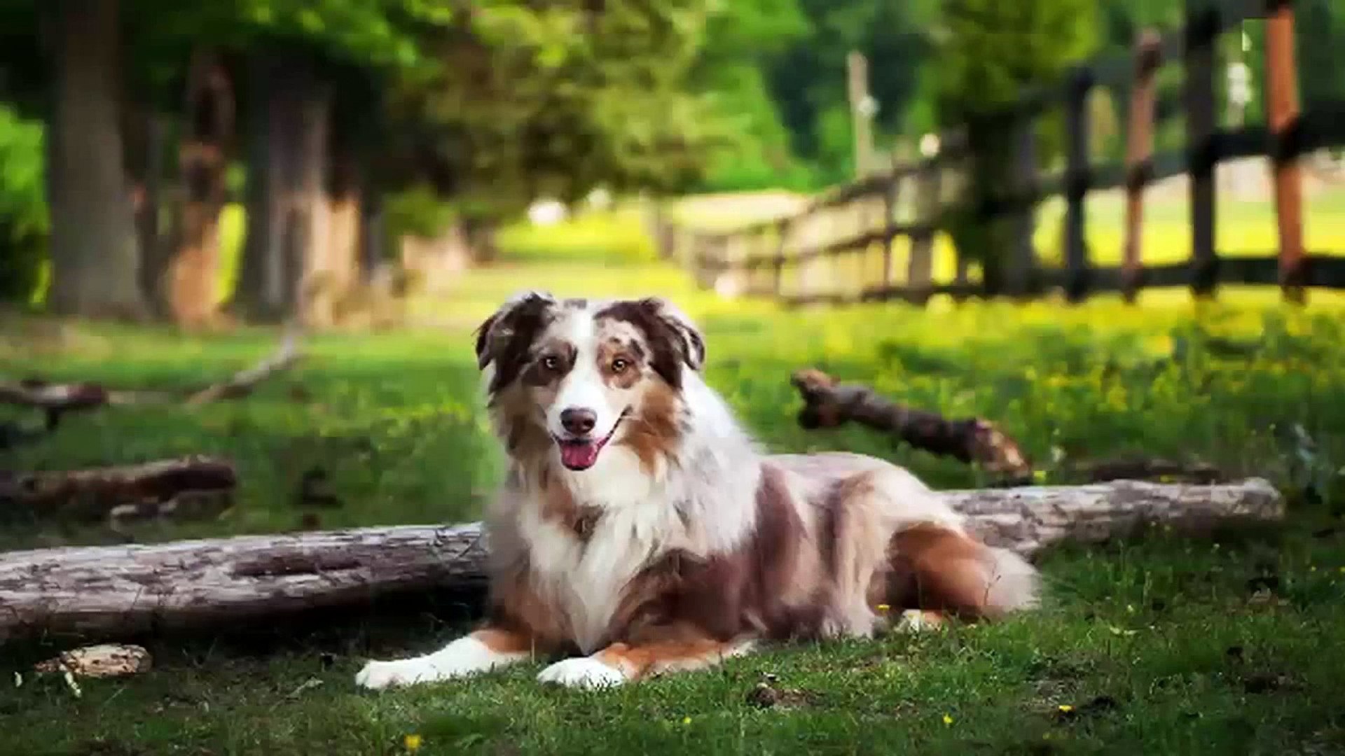 ⁣big dogs, broadway, cat, cat breeds, cat games, cat videos,cat videos