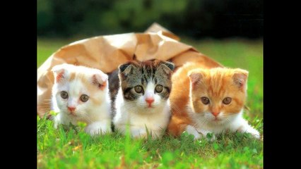 extremely cute animal pics compilation