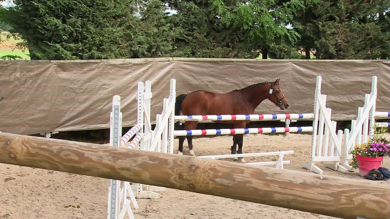Daho du paradis - Sologn'pony 2015