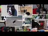 Border Collie dancing to Gangnam Style - Dances with Dogs Freestyle