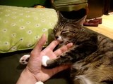 GLEN The CAT falls asleep while sucking on a finger.