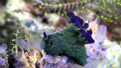 GoPro: Rhinopias, Electric Clam & Thresher Shark | Diving Highlights HD (July 2015)