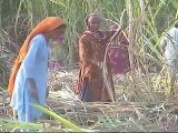 Shabbir Ibne Adil, PTV, News Report: Sugarcane crushing (2011)