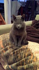 Funny sleepy Russian Blue kitten's cranky meow