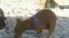 Chien Branleur