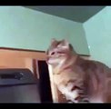 Кот атакует кота Cat out of hiding attacked another cat