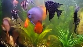 my red blood parrot cichlids