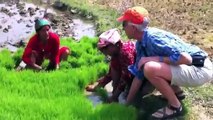 Working on the rice paddy