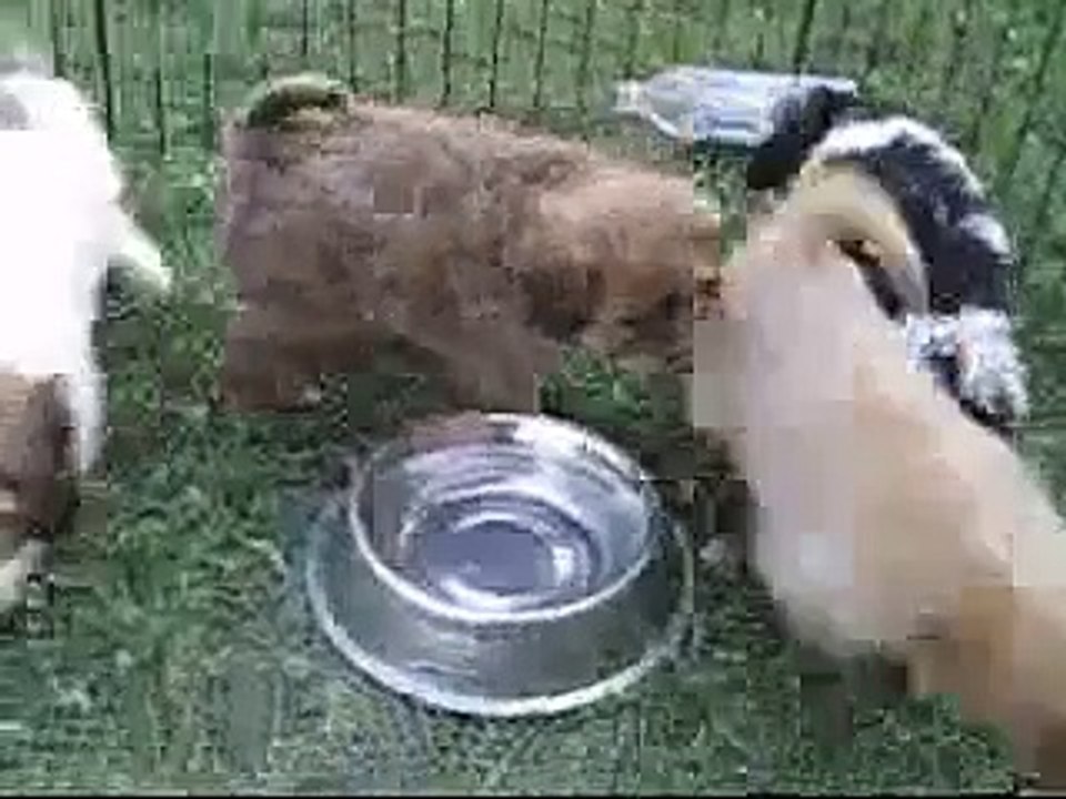 Cavachon Puppies For Sale | Seattle Washington | Cavachon Puppy For Sale