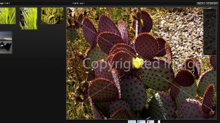 Applying & Removing Watermarks - SmugMug Pro Tutorial Video