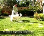 Dog Training Camp San Diego Lab Border Collies Got Obediance