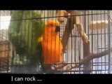 ANGRY BIRDS Funny Animals Videos Funny Fails Comedy Conures Bell Animal Funny Video 2013