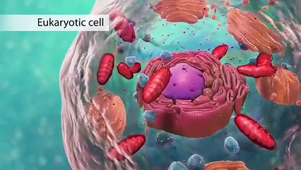 The Cell: High School Biology (with Joanne Jezequel)