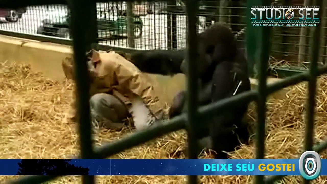 MUNDO ANIMAL - HOMEM BRINCA COM GORILAS NA JAULA