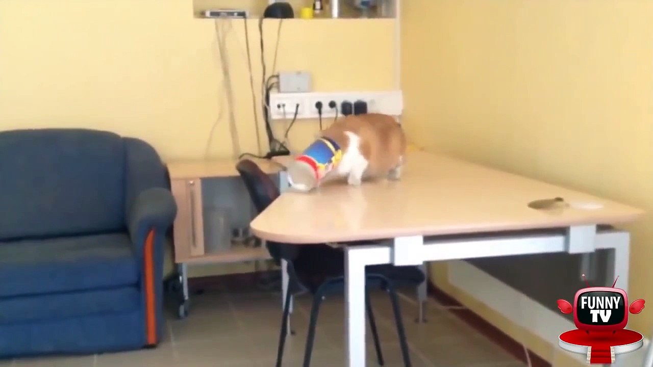 Ultimate Animal Fails 23 January 2015    BEST FUNNY TV funny cats, funny dogs, funny animals