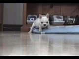 Solo at 6 Weeks - French Bulldog Puppy Fun Fest!