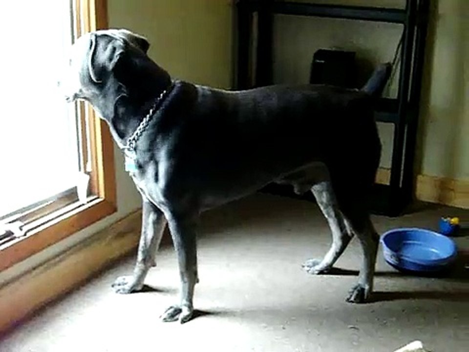 cane corso inside play