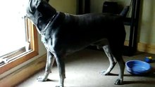 cane corso inside play