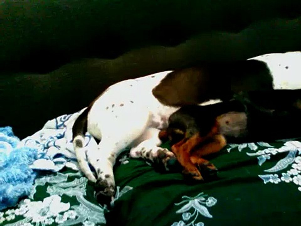 Bibi's new baby: BUNNY!! (shar pei basset hound mix, weiner)