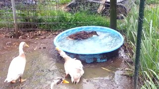How to take a duck bath