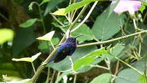 Campylopterus hemileucurus male (Violet Sabrewing - Colibri morado o Colibri violeta)