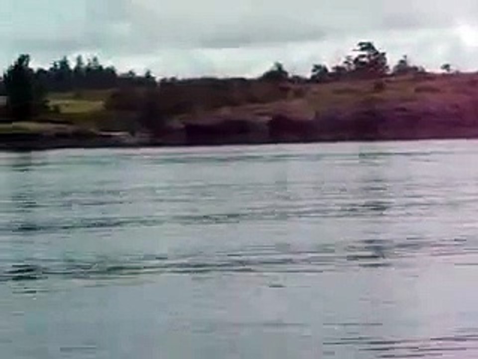 Orcas at San Juan Island, WA