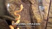 Albino Darwin Carpet Pythons For Sale