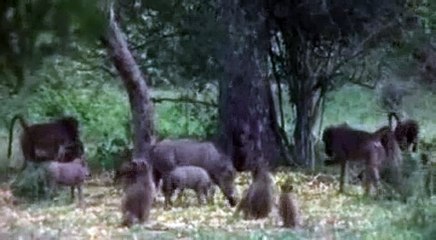 Marula fruit  - African booze tree.