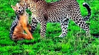 Animal attacks   Leopard vs Lion, vs eagle, vs jackal, vs baboon, vs hyeana