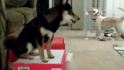 Trooper the Shiba Inu Puppy