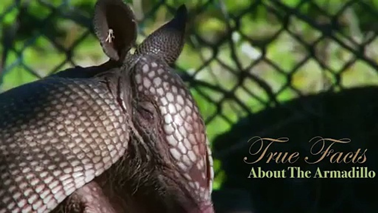 Facts about Armadillo
