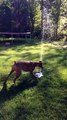 Puppy dog loves her new water fountain! CUTE