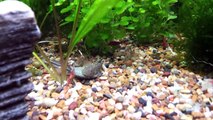 Aquarium - Riffle Shrimp, Borneo Sucker, Cherry Shrimp, Pygmy Corydoras