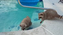 Raccoon goes swimming is so cute while other one tries to pull him out